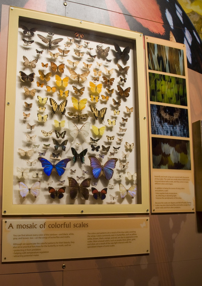 lepidopteran diversity