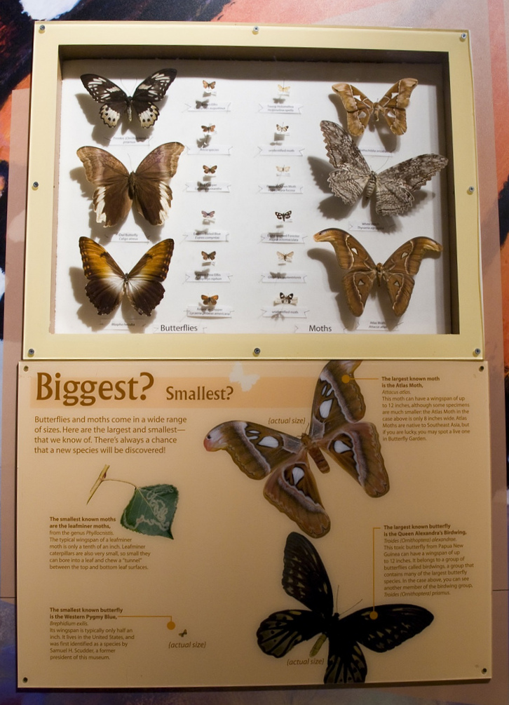 lepidopteran diversity