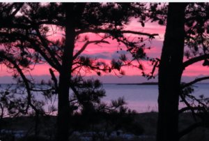 Pine trees against pink and purple sunset